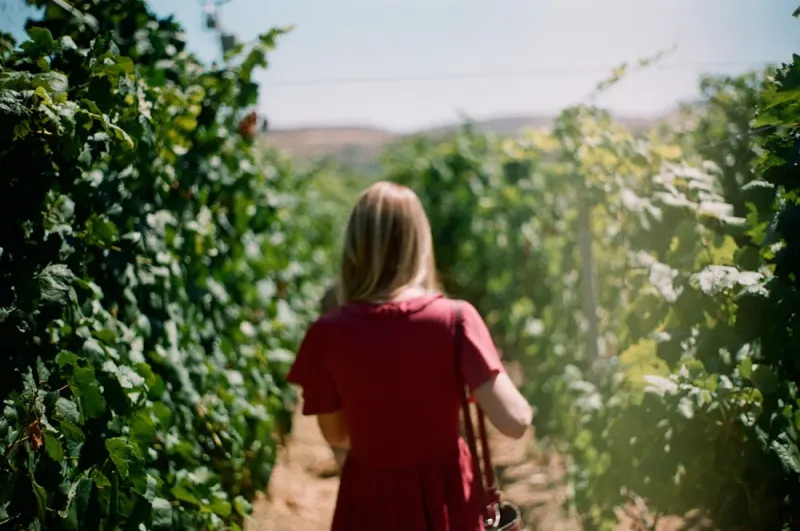 Walking through the vineyard rows at golden hour