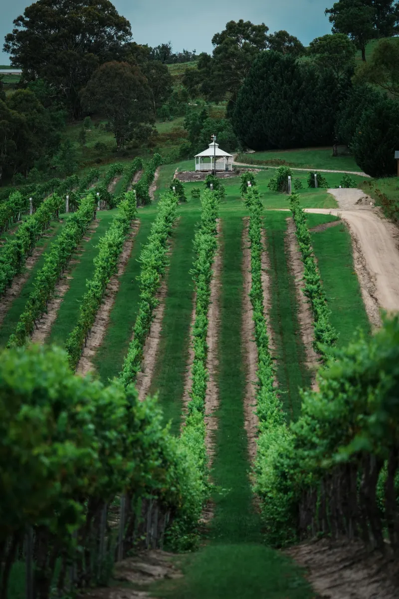 Rows of grapevines on a sloping vineyard hillside