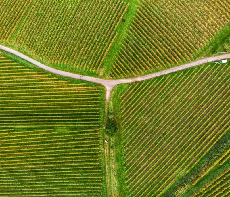 Aerial view of vineyard rows